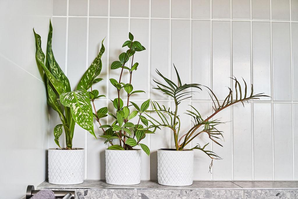 White panelled feature wall with potted plants styling in Newington bathroom